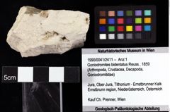 Foto (Objket + Etiketten) von Goniodromites bidentatus (Reuss, 1859) 